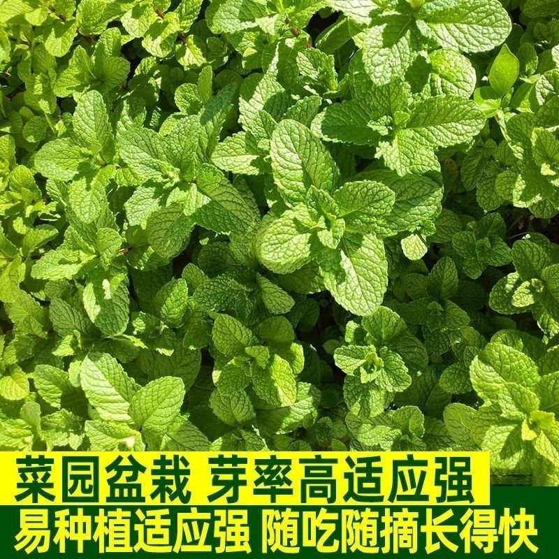 可食用留兰香薄荷种子盆栽驱蚊草春夏秋冬季四季播蔬菜种子