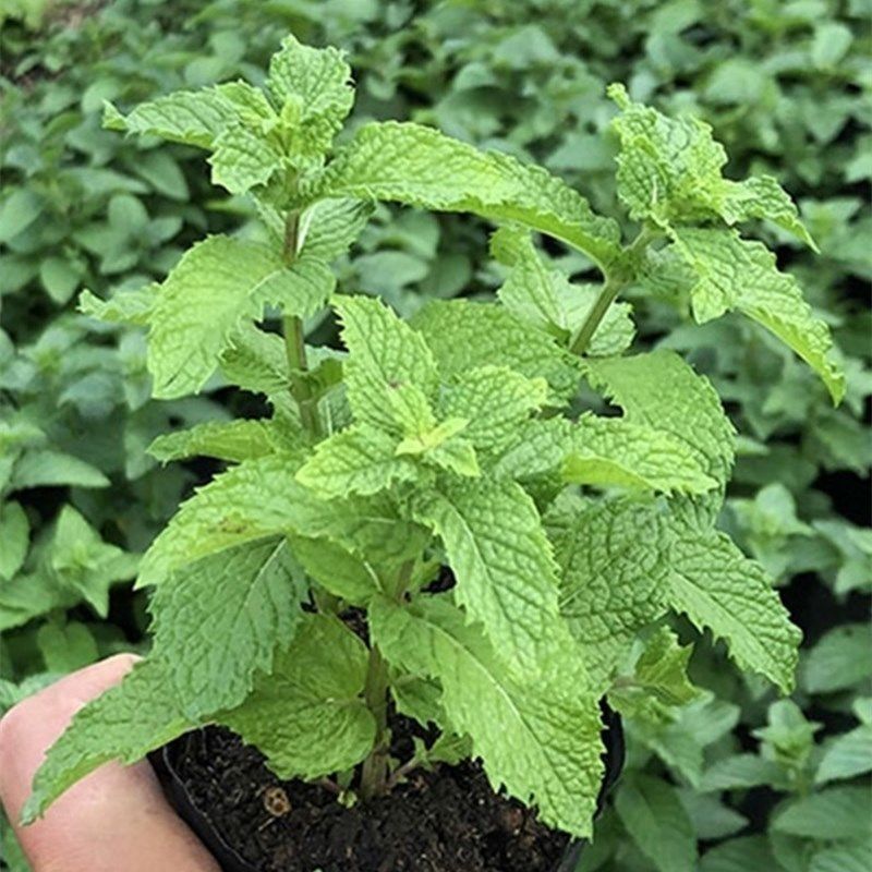 可食用留兰香薄荷种子盆栽驱蚊草春夏秋冬季四季播蔬菜种子