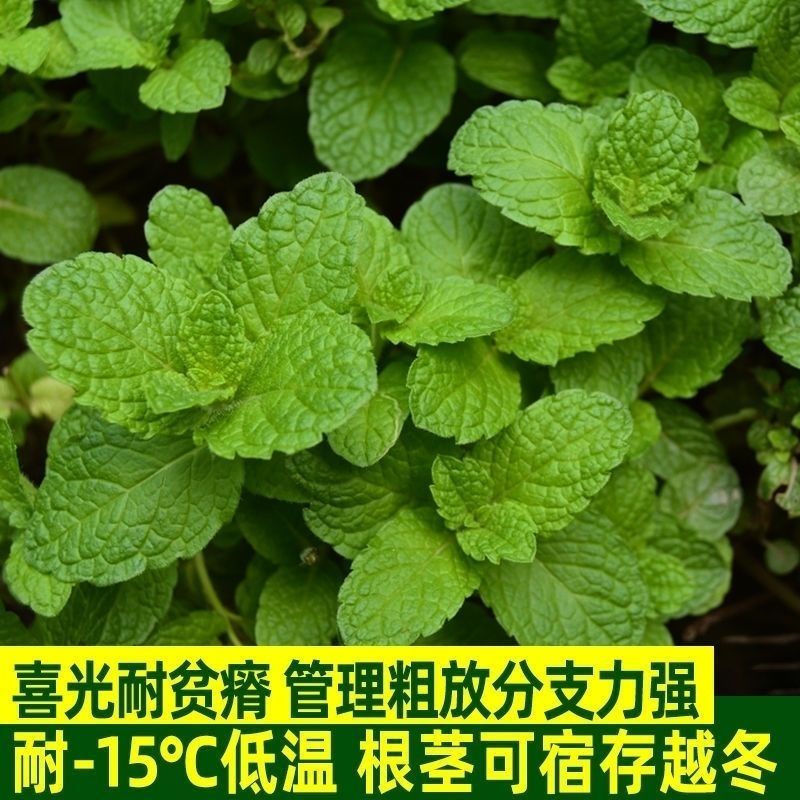可食用留兰香薄荷种子盆栽驱蚊草春夏秋冬季四季播蔬菜种子