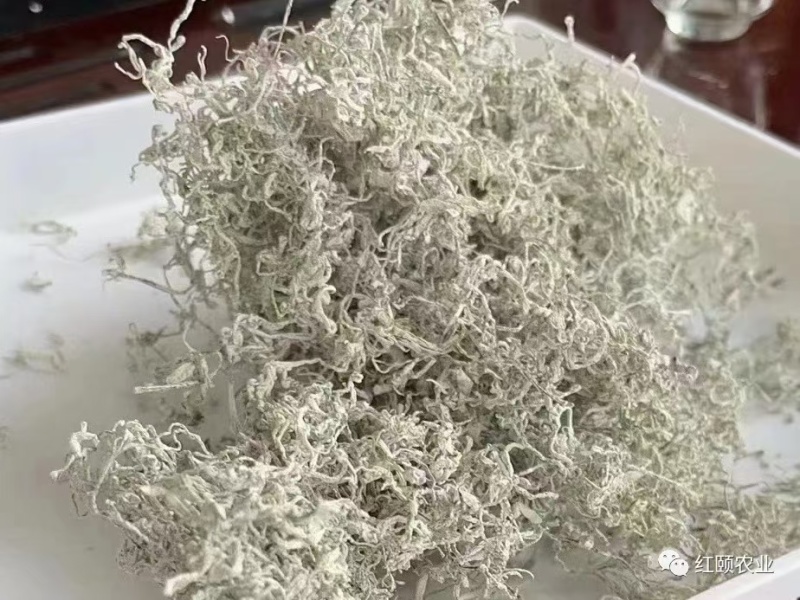 永顺莓茶