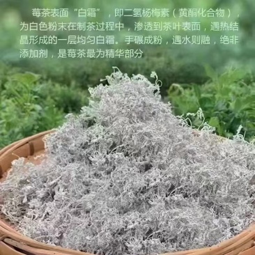 永顺莓茶