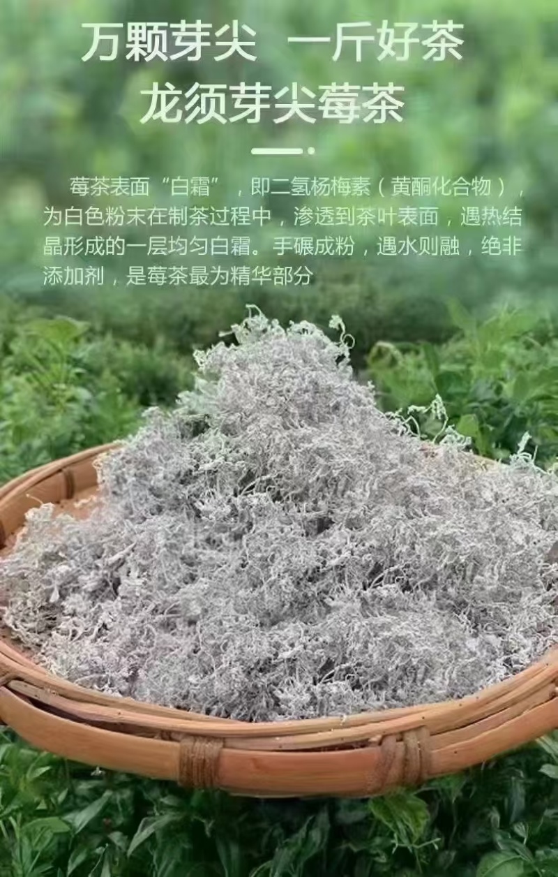 永顺莓茶