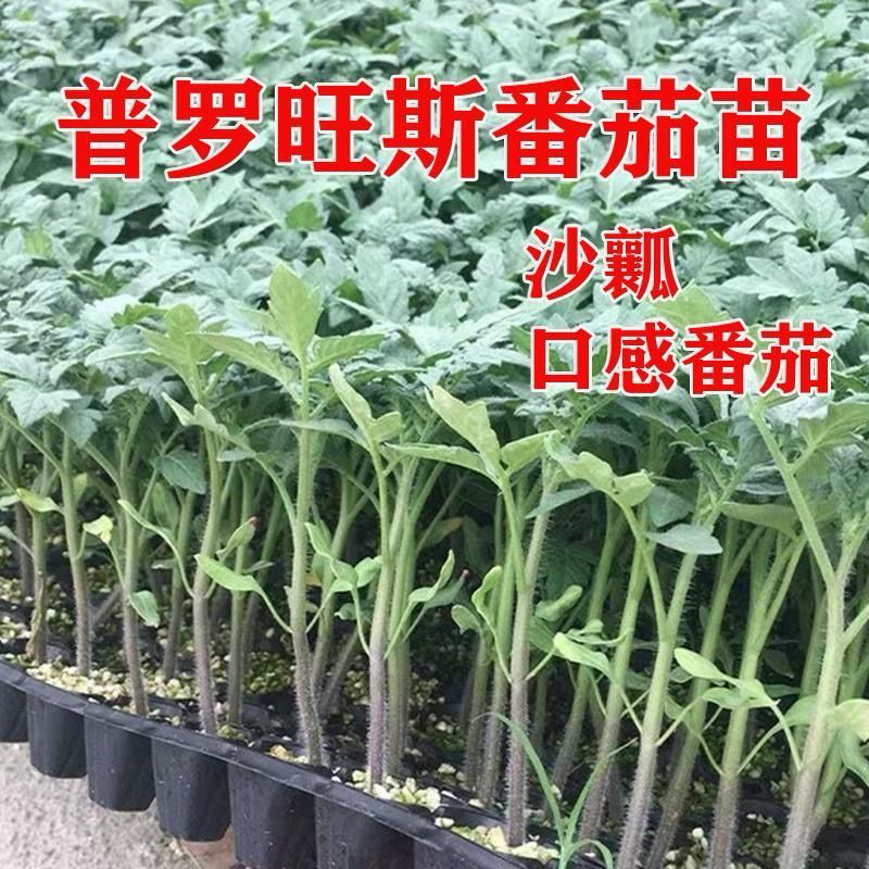 常年出售各种西红柿苗普罗旺斯等品种齐全包成活率带土发货