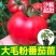 常年出售各种西红柿苗普罗旺斯等品种齐全包成活率带土发货