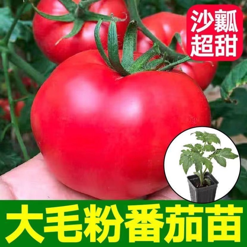 常年出售各种西红柿苗普罗旺斯等品种齐全包成活率带土发货