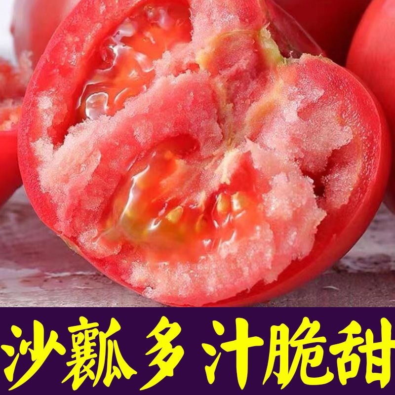 常年出售各种西红柿苗普罗旺斯等品种齐全包成活率带土发货