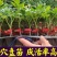 常年出售各种西红柿苗普罗旺斯等品种齐全包成活率带土发货