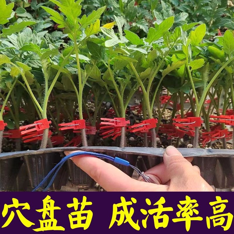 常年出售各种西红柿苗普罗旺斯等品种齐全包成活率带土发货