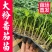 常年出售各种西红柿苗普罗旺斯等品种齐全包成活率带土发货