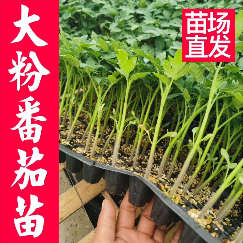 常年出售各种西红柿苗普罗旺斯等品种齐全包成活率带土发货