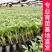 常年出售各种西红柿苗普罗旺斯等品种齐全包成活率带土发货