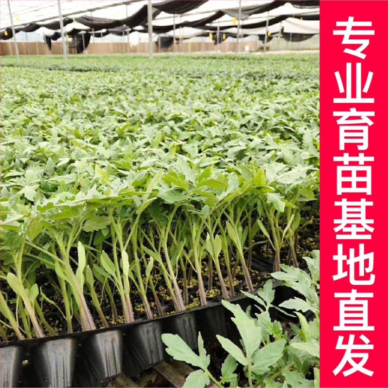 常年出售各种西红柿苗普罗旺斯等品种齐全包成活率带土发货