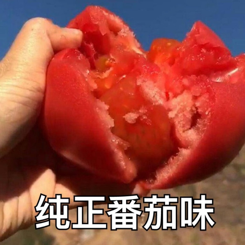 常年出售各种西红柿苗普罗旺斯等品种齐全包成活率带土发货