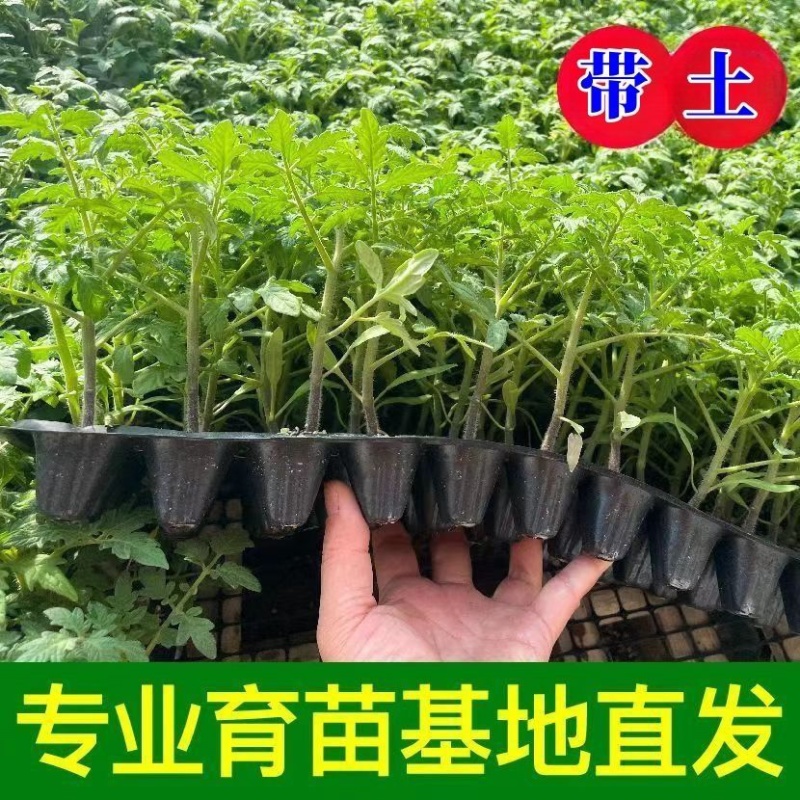 常年出售各种西红柿苗普罗旺斯等品种齐全包成活率带土发货
