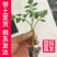 常年出售各种西红柿苗普罗旺斯等品种齐全包成活率带土发货
