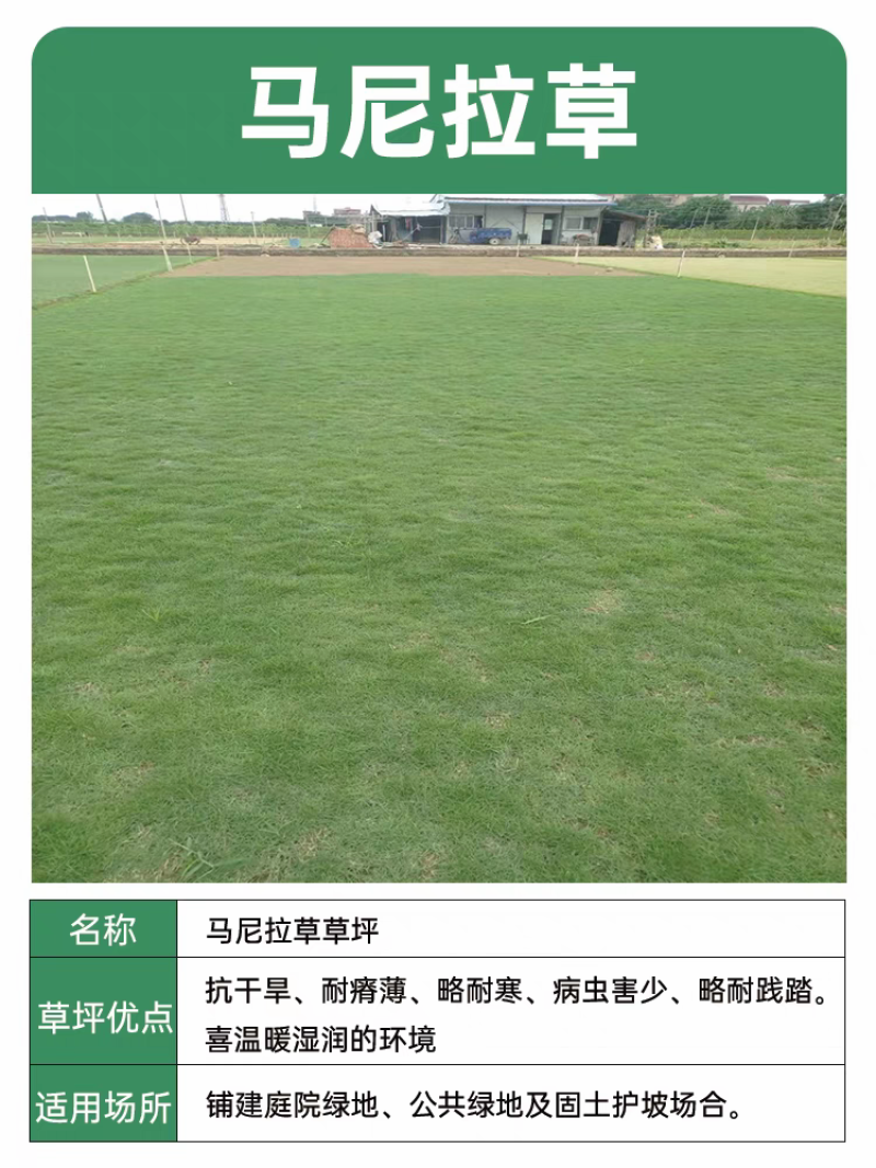 百幕大草坪草大量供应中销往全国欢迎来电咨询视频看货