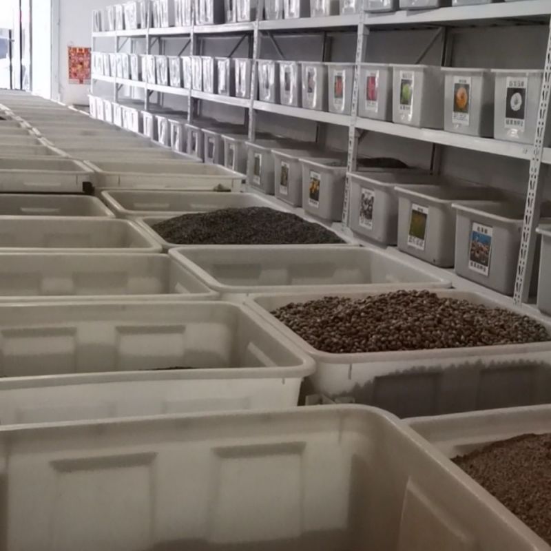 果树种子梨树种子梨籽人们喜爱的水果四季可播林木种子梨树