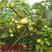 果树种子梨树种子梨籽人们喜爱的水果四季可播林木种子梨树