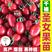 常年出售各种圣女果苗小西红柿苗品种齐全包成活率高