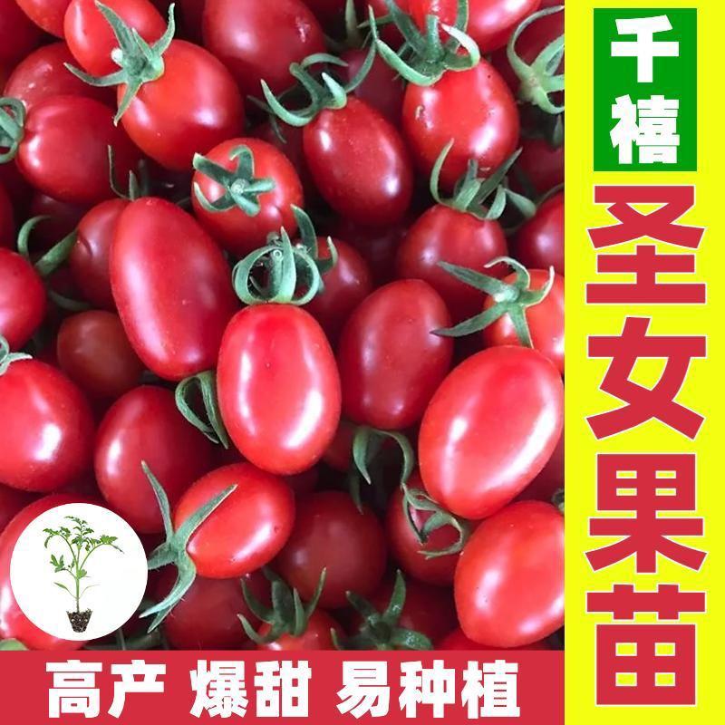 常年出售各种圣女果苗小西红柿苗品种齐全包成活率高