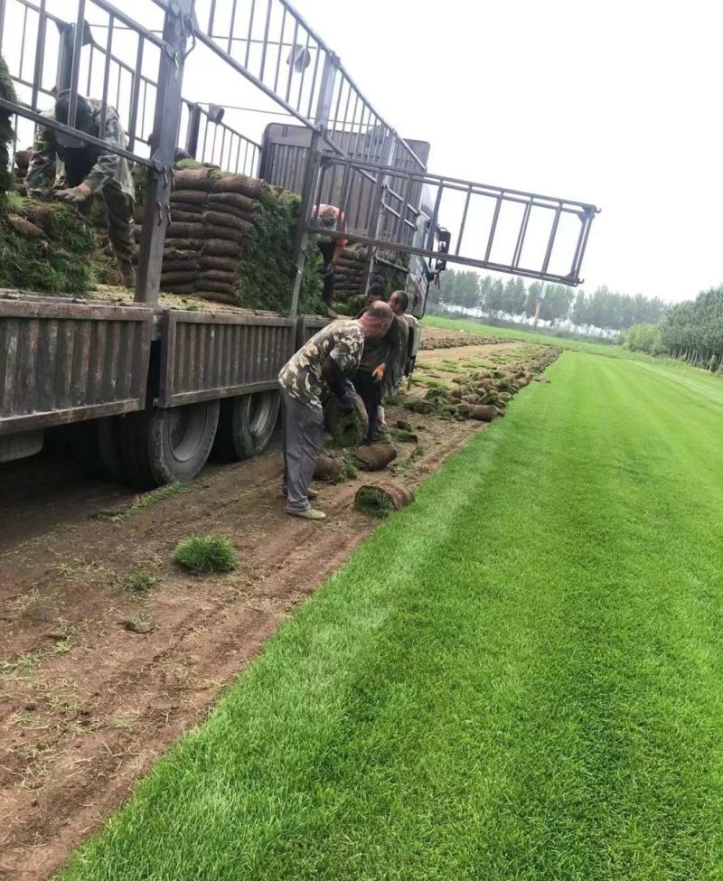 百慕大草坪大量供应中销往全国欢迎来电咨询视频看货
