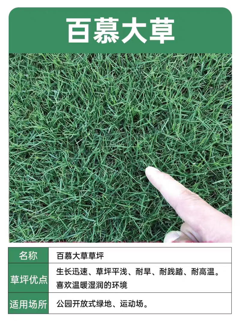 百慕大草坪大量供应中销往全国欢迎来电咨询视频看货