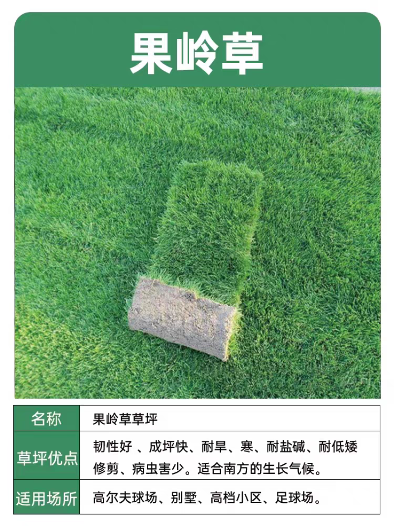 百慕大草坪大量供应中销往全国欢迎来电咨询视频看货