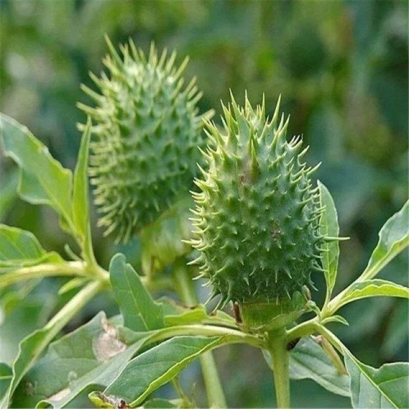 曼陀罗种子庭院花卉盆栽家庭阳台种植花草花海草花四季花卉花