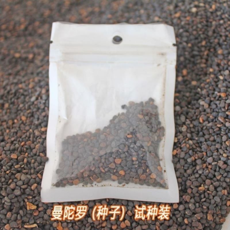曼陀罗种子庭院花卉盆栽家庭阳台种植花草花海草花四季花卉花