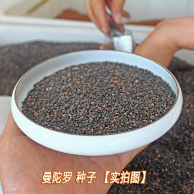 曼陀罗种子庭院花卉盆栽家庭阳台种植花草花海草花四季花卉花