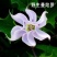 曼陀罗种子庭院花卉盆栽家庭阳台种植花草花海草花四季花卉花