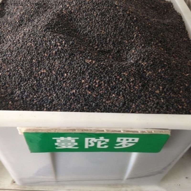 曼陀罗种子庭院花卉盆栽家庭阳台种植花草花海草花四季花卉花
