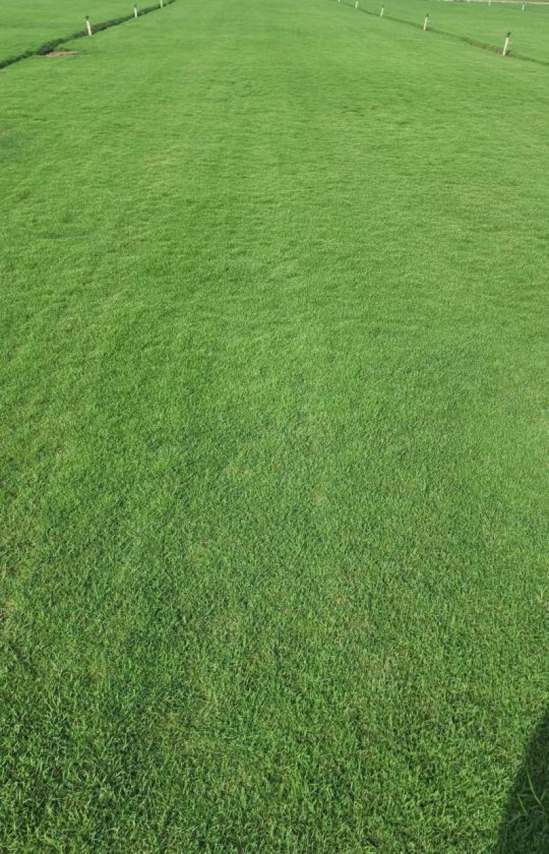 草坪草马尼拉草坪基地直供量大优惠全国发货来电咨询