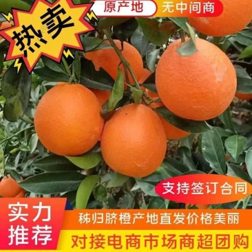 湖北秭归精品脐橙，纽荷尔脐橙纯甜化渣果园看货物美价廉
