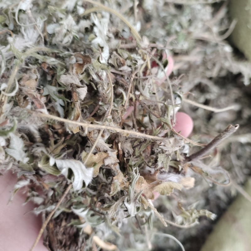 批发白头翁