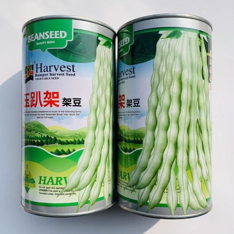 压趴架架豆种子早熟白豆角种子产量高菜豆四季豆种籽蔬菜基地