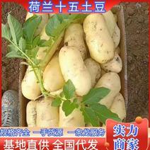 【推荐】土豆荷兰十五土豆基地供应质量保证可视频