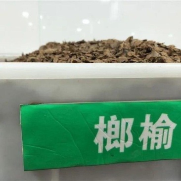 新采榔榆种子榔榆树种子小叶榆种子秋榆种子林木种子发芽率