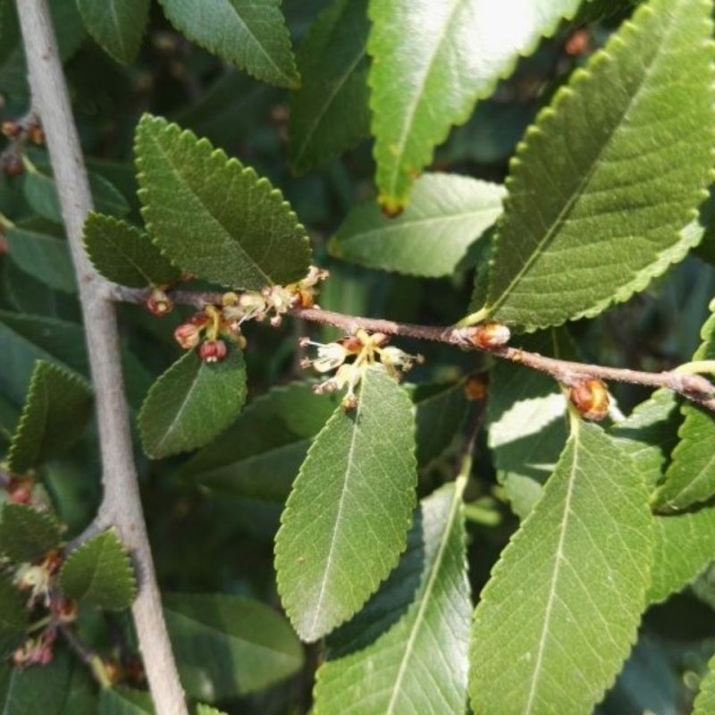 新采榔榆种子榔榆树种子小叶榆种子秋榆种子林木种子发芽率