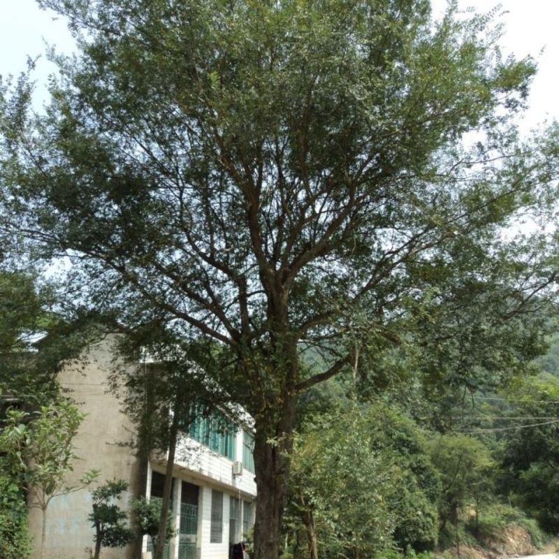 新采榔榆种子榔榆树种子小叶榆种子秋榆种子林木种子发芽率