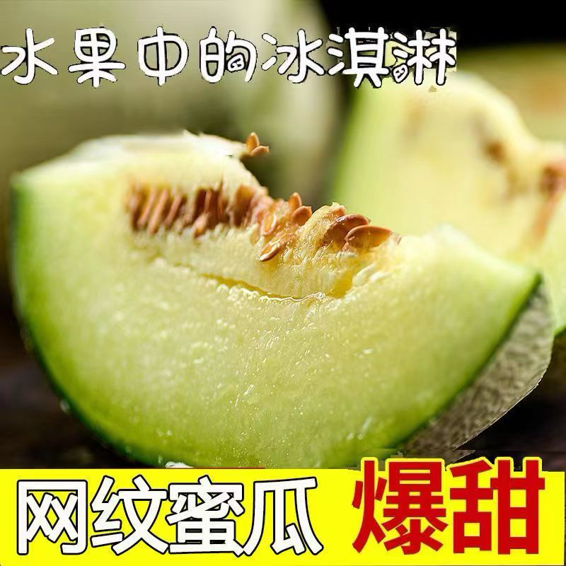 网文瓜苗寿光直发品质保证包成活率