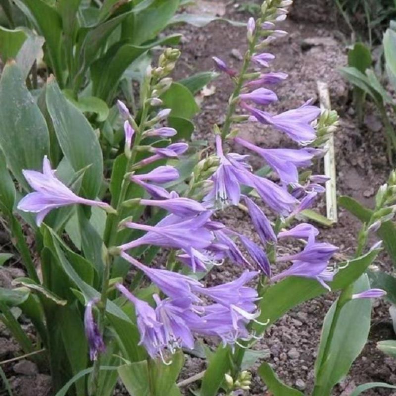 玉簪种子玉春棒白鹤花玉泡花白玉簪籽种子花种子种孑