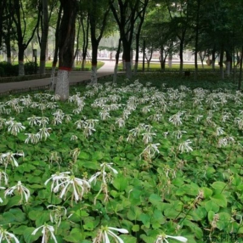 玉簪种子玉春棒白鹤花玉泡花白玉簪籽种子花种子种孑