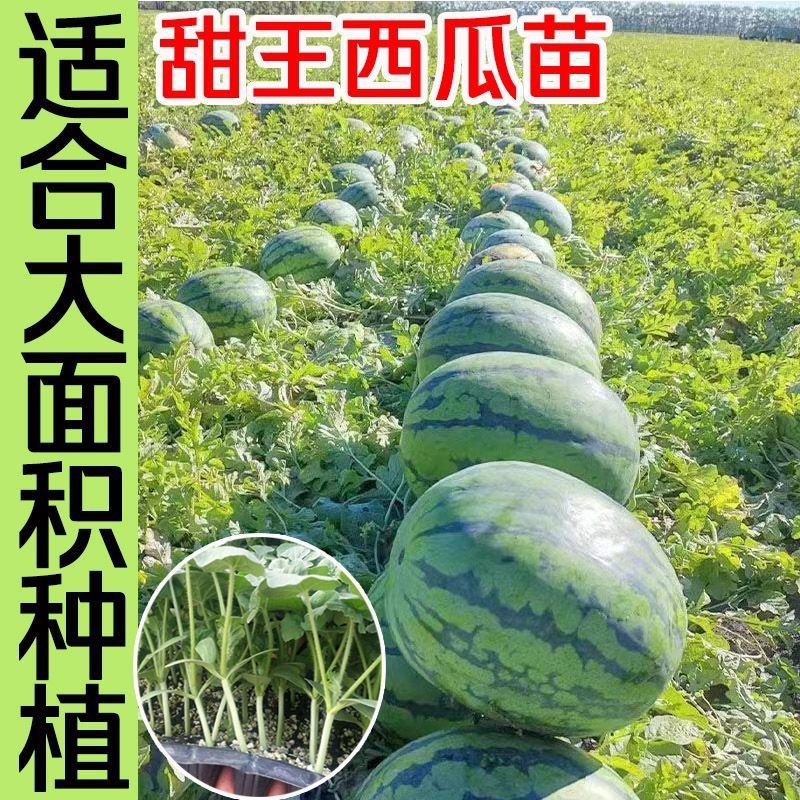 甜王西瓜苗寿光直发质量保证包成活率电联合作订购