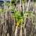 红油香椿芽大棚香椿芽反季节大棚香椿芽