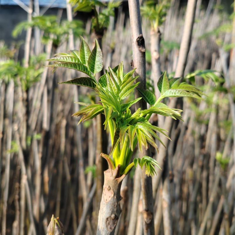 红油香椿芽大棚香椿芽反季节大棚香椿芽