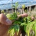 红油香椿芽大棚香椿芽反季节大棚香椿芽