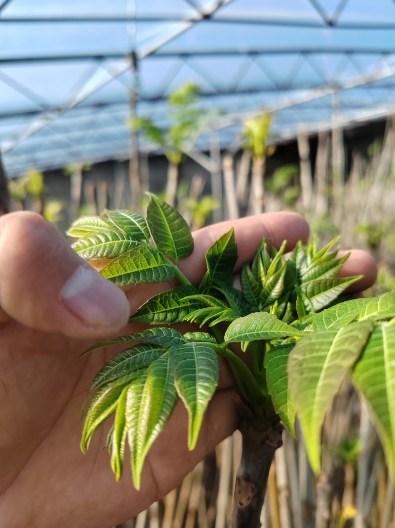 红油香椿芽大棚香椿芽反季节大棚香椿芽