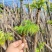 红油香椿芽大棚香椿芽反季节大棚香椿芽