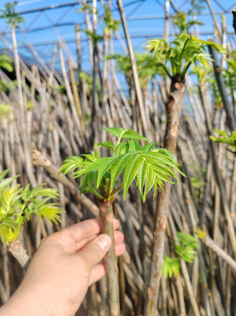 红油香椿芽大棚香椿芽反季节大棚香椿芽